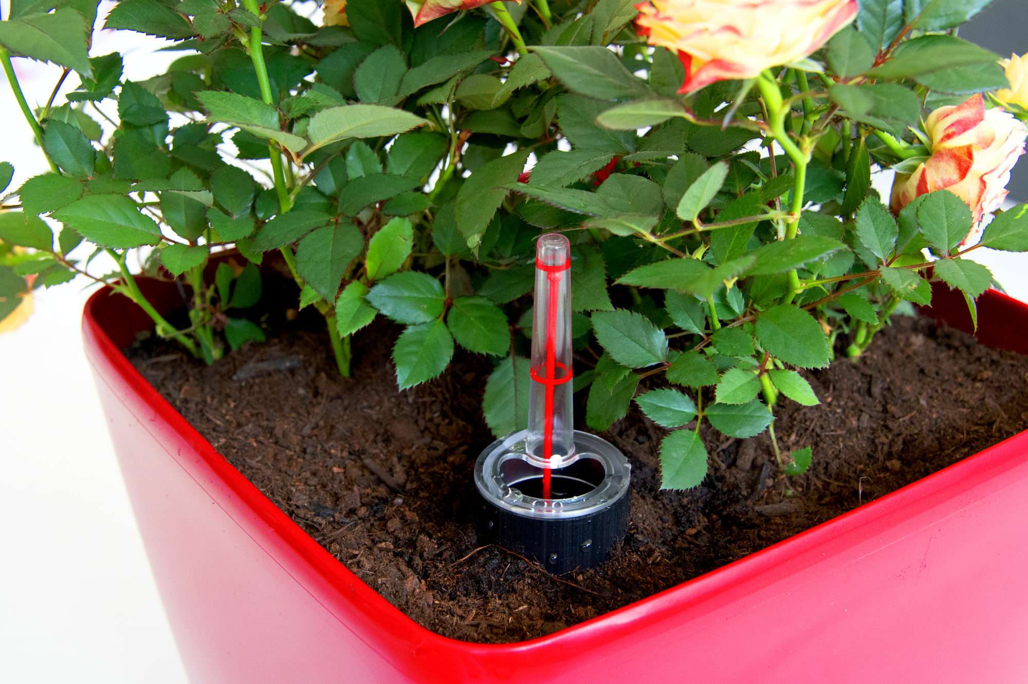 Image du produit : Pot de plante auto-irriguant QUADRATO - 24cm x 24cm x 25cm